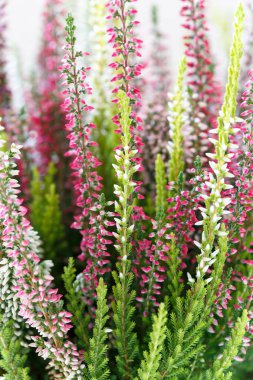 Heather Calluna vulgaris
