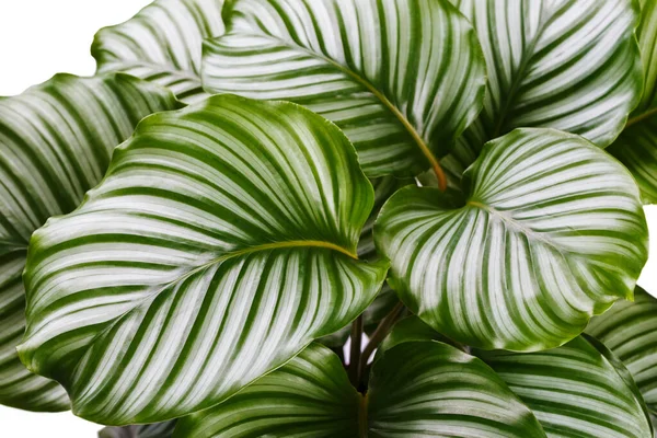 Calathea orbifolia yakından, tropikal ev bitkisi odası dekorasyonu