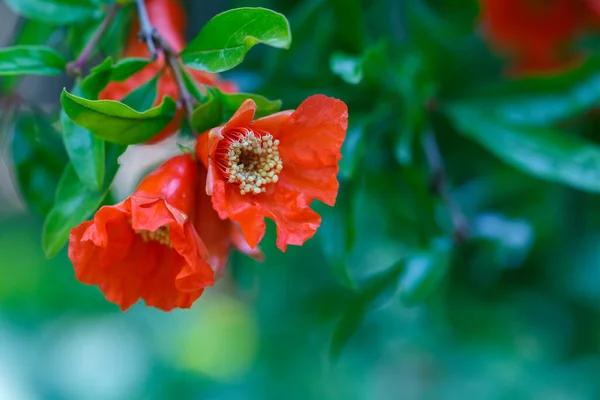 赤花でザクロの枝を咲かせます。 — ストック写真