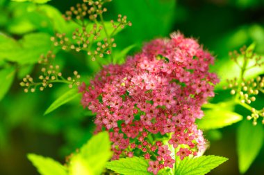 Çiçekli Spiraea Japonica, Japon bitkisi botanik bahçesine yakın..
