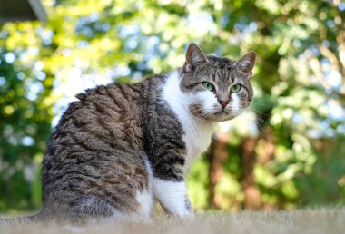 Güzel bir büyük tekir kedi yaz çim üzerinde oturur ve dikkatle içine belgili tanımlık çerçevelemek parlak renkli bokeh arka planı görünüyor. Doğada yerli kedi.
