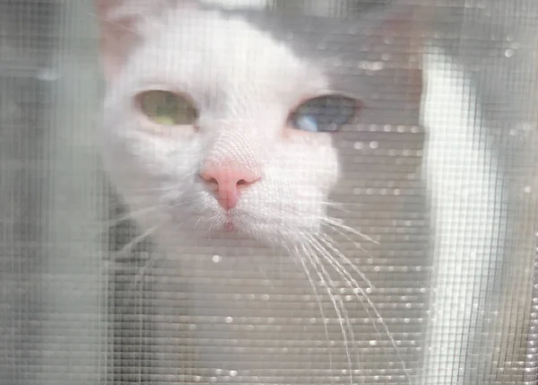 Bílá Zvědavá Kočka Pestrobarevným Očima Stiskl Nos Ochranné Sítě Proti — Stock fotografie