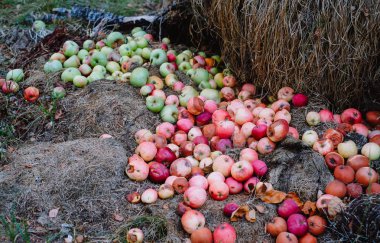 Yat, şımarık bir hasat kavramı çürük elmalar büyük bir yığın
