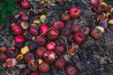 Yat, şımarık bir hasat kavramı çürük elmalar büyük bir yığın
