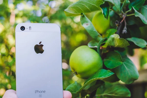 Halmstad, İsveç - 9 Ağustos 2018: kavram yeni beyaz ya da gümüş elma iphone Se olgunlaşmış meyve ile gerçek elma ağacı yakınındaki bahçede tutan kadının el görüntüsü. Seçici odak, arka plan bulanık — Stok fotoğraf