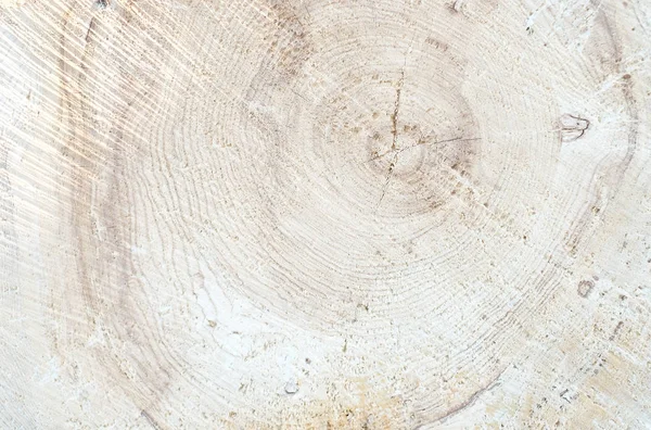Wood circle texture slice background. Tree rings. Closeup view.