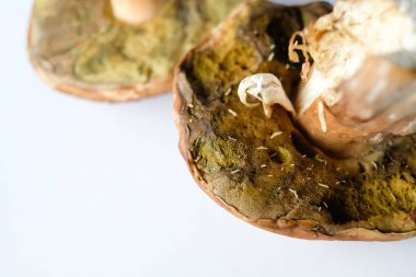 Solucanlar ile bozulmuş yenilebilir mantar. Zehirlenme tehlikesi. Yakından görüş. Seçici odaklama.