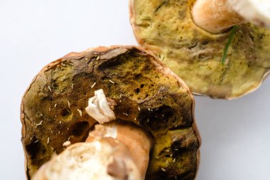 Solucanlar ile bozulmuş yenilebilir mantar. Zehirlenme tehlikesi. Yakından görüş. Seçici odaklama.