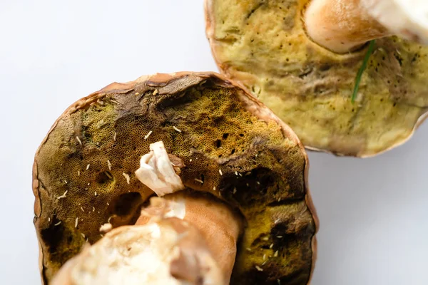 Solucanlar ile bozulmuş yenilebilir mantar. Zehirlenme tehlikesi. Yakından görüş. Seçici odaklama.