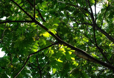 Yaz güneşli gününde yeşil yaprakları ve ceviz ile ceviz ağacı dalları.