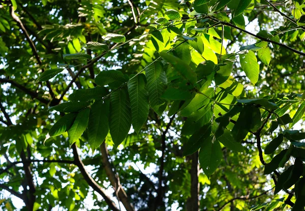 Walnut tree branches with green leaves and walnut in the summer sunny day.