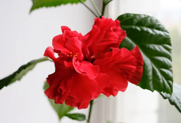 Large red flower of Chinise rose hibiscus - Hibiscus rose sinensis - with green leaves on window at home, on light white background. Indoor plants. — Stock Image Large red flower of Chinise rose hibiscus - Hibiscus rose sinensis - with green leaves on window at home, on light white background. Indoor plants. Royalty Free Stock Images