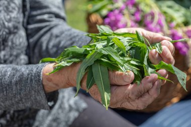 Yakından, yakut yapraklarının arasında, yaşlı bir kadının ellerinde. Sağlıklı çay.