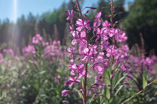 Herbe, Ivan-thé dans le champ sur le fond de la forêt. Fleurs violettes. Journée ensoleillée d'été. Nature de la Scandinavie. — Photo