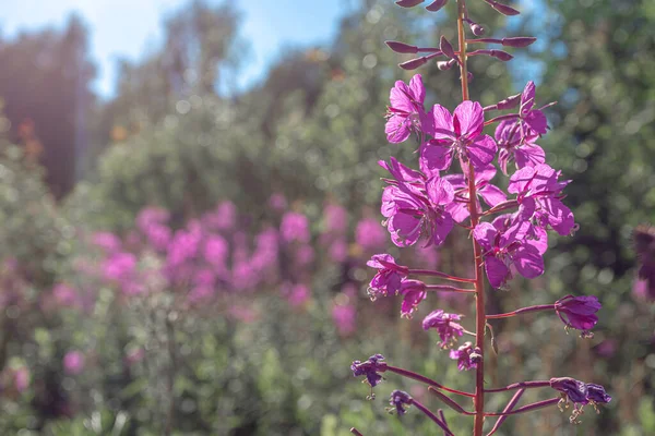 Herbe, Ivan-thé dans le champ sur le fond de la forêt. Fleurs violettes. Journée ensoleillée d'été. Nature de la Scandinavie. — Photo