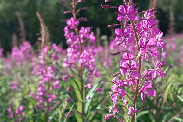 Herbe, Ivan-thé dans le champ sur le fond de la forêt. Fleurs violettes. Journée ensoleillée d'été. Nature de la Scandinavie. — Photo