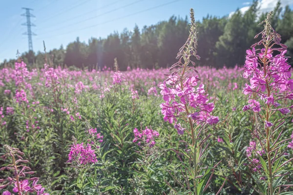 Herbe, Ivan-thé dans le champ sur le fond de la forêt. Fleurs violettes. Journée ensoleillée d'été. Nature de la Scandinavie. — Photo