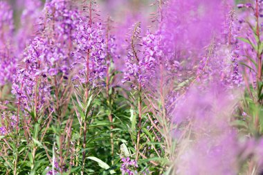 İvan çayı, ateş otu, narin, pembe çiçekler, yakın plan. İskandinavya Doğası