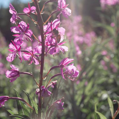 Fireweed, tarlada Ivan-tea ormanın arka planında. Mor çiçekler. Güneşli yaz günü. 