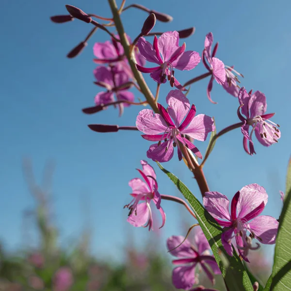 Herbe, Ivan-thé dans le champ sur le fond de la forêt. Fleurs violettes. Journée ensoleillée d'été. — Photo