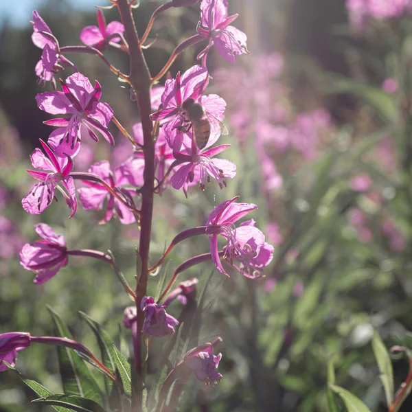 Herbe, Ivan-thé dans le champ sur le fond de la forêt. Fleurs violettes. Journée ensoleillée d'été. — Photo