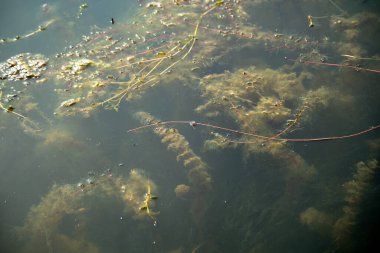 Mavi-yeşil algler ve su Baltık Denizi 'nde çiçek açar..