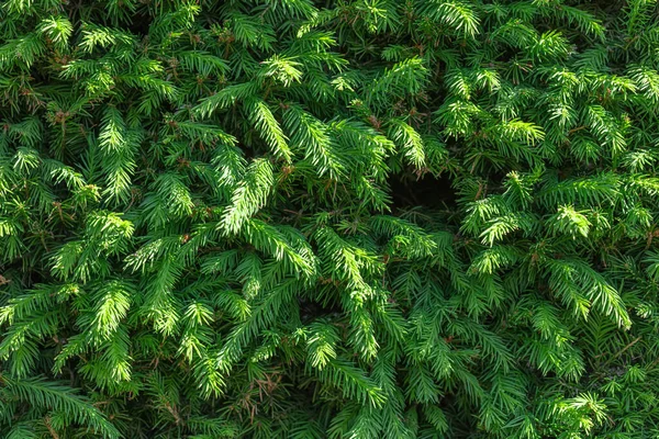 Contexto. Jovens raminhos de abeto verde de Natal . — Fotografia de Stock