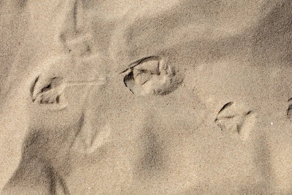 Natural background, Texture bird footprints in the sand — Stock Photo, Image