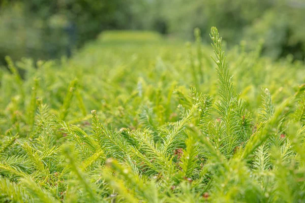 Rígidos verdes de abeto. Fundo natural, textura . — Fotografia de Stock