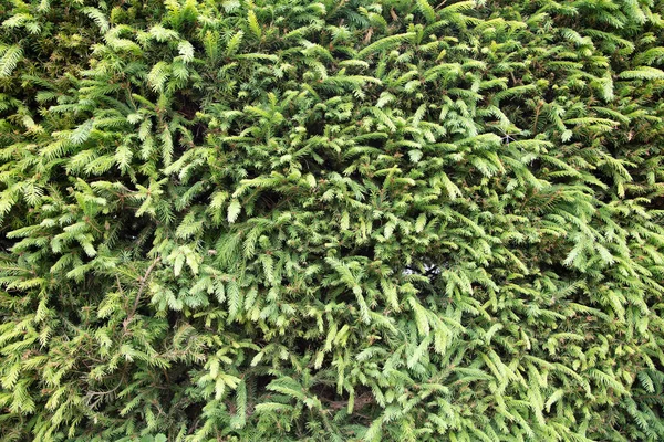 Groene sparren takjes. Natuurlijke achtergrond, textuur. — Stockfoto