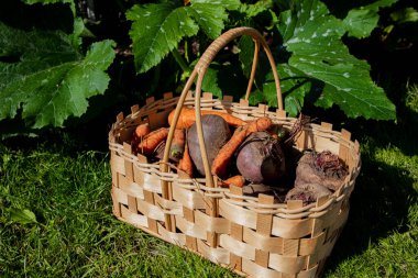 Sebzeli sepet, havuç ve pancar. Hasat konsepti