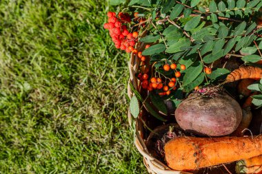 Sebzeli sepet, havuç ve pancar. Hasat konsepti