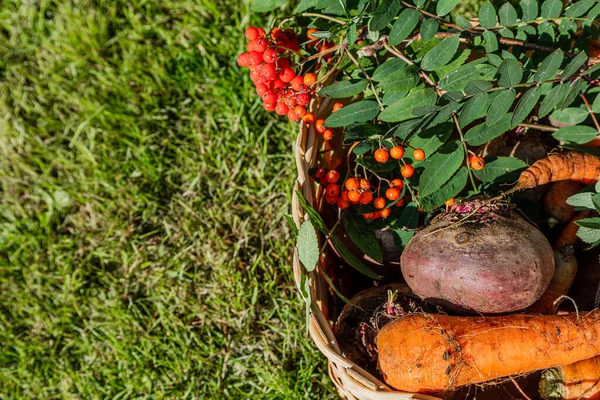 Sebzeli sepet, havuç ve pancar. Hasat konsepti