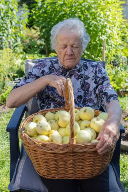 Elinde elma sepeti olan yaşlı bir kadın, açık havada. Hasat konsepti