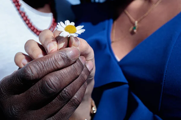 Görkemli ve kadınların elleri, farklı ırklar, papatya çayı tutan.