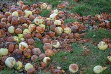 Çürük elmalar yerde, yakın plan. Hasat konsepti, sonbahar