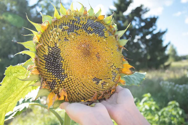 Händer och stora mogna solrosor med frön, begreppet livsmedelsindustri mat och solrosolja — Stockfoto