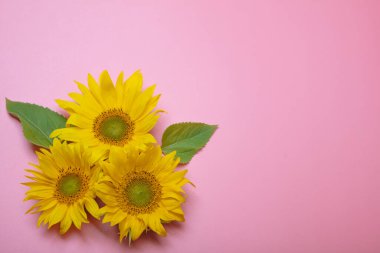 Güzel dekore edilmiş natürmort, pembe arka planda bir model, üç ayçiçeği çiçeği, yazı için bir yer var, elveda yaz konsepti.