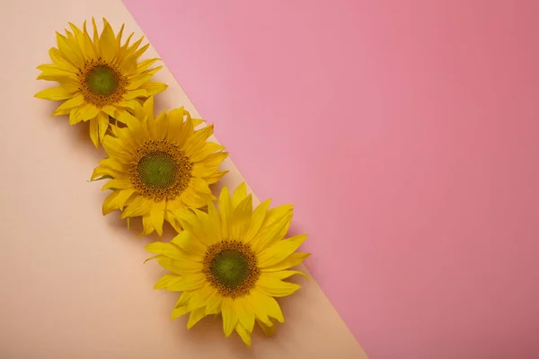 Vackert planterade blommor av en solros, layout finns det en plats för text, begreppet adjö sommar — Stockfoto