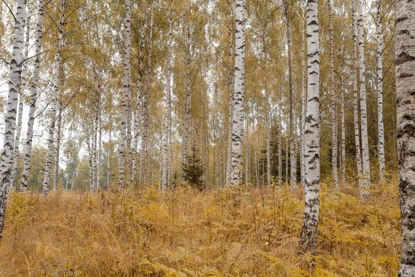 Birke, Herbstwald, bei trübem Wetter, schöne Landschaft Finnlands, skandinavische Natur. — Stockfoto