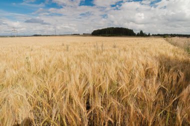 Güneşli bir yaz gününde, ağustos sonlarında olgunlaşmış buğday tarlası..