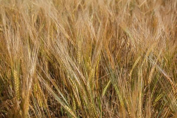 Yakın plan, olgun mısır gevreği, buğday — Stok fotoğraf