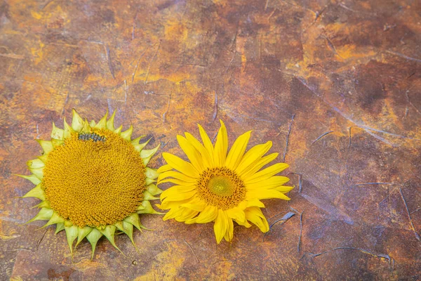 Flores de girassol florescendo e maduro em um fundo marrom, há um lugar para o texto, fundo de outono, — Fotografia de Stock