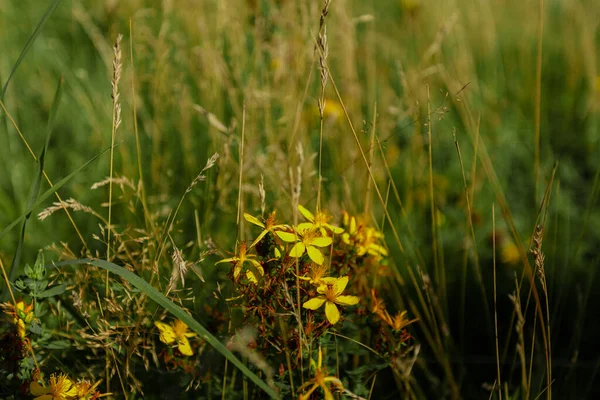 Flores amarelas na grama, natureza escandinava. — Fotografia de Stock