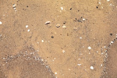 Doğal arka plan, küçük deniz kabuklu ıslak kum.