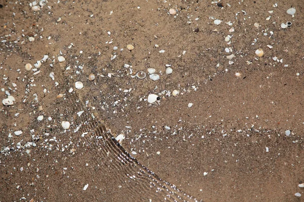 Fondo naturale, sabbia bagnata con piccole conchiglie — Foto Stock