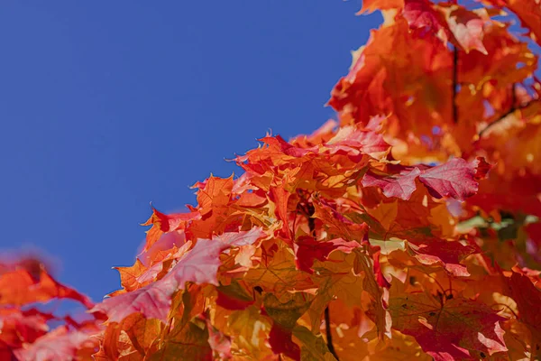 Sonbahar arkaplanı, kırmızı akçaağaç yaprakları mavi gökyüzüne karşı, yakın plan. — Stok fotoğraf