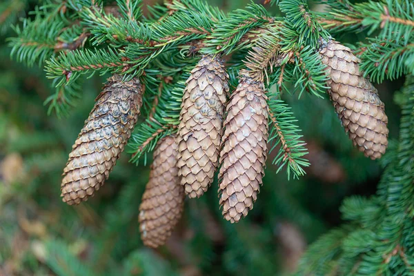 Bonitos cones de abeto, em ramos verdes. Fundo de Natal — Fotografia de Stock