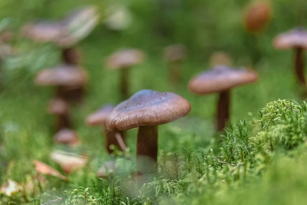 Ormandaki yenilebilir kahverengi mantarlar değil.