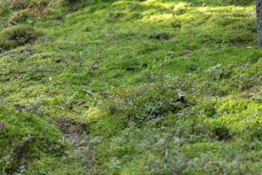 Yeşil, orman yosunu. Doğal arkaplan